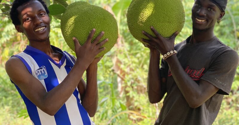 Gemeinsam Zukunft pflanzen –mit einer Baumpatenschaft – ein wunderbares Geschenk zu Weihnachten oder auch „einfach so“!